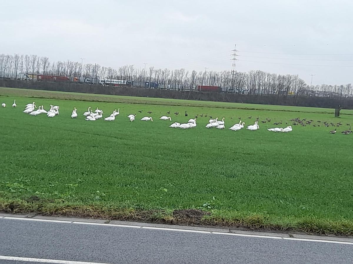 De Achtertuin Daire Maasmechelen Dış mekan fotoğraf